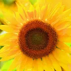 プライバシーポリシー